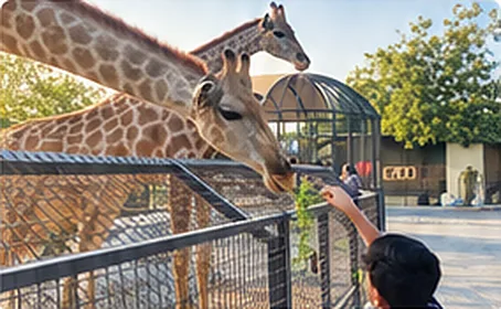 A child feeding a giraffe at the enclosure fence.