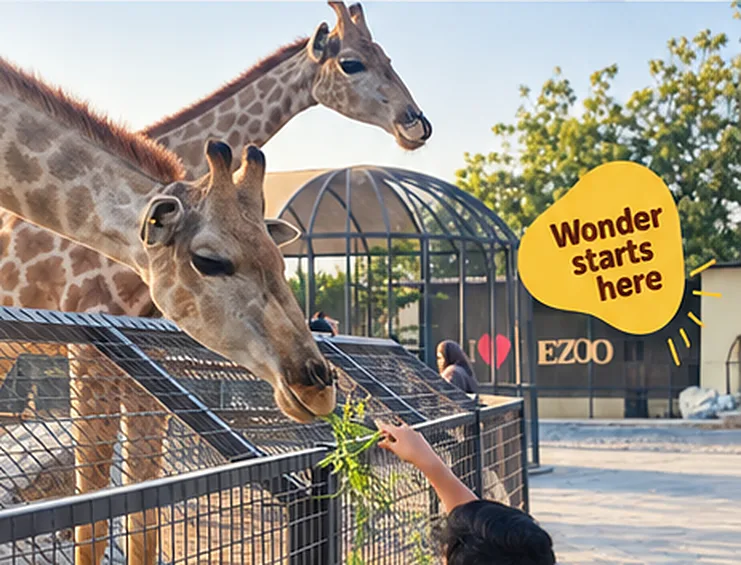 A child holds out leaves to two giraffes over the fence of their enclosure.