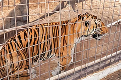 A tiger resting in its enclosure.